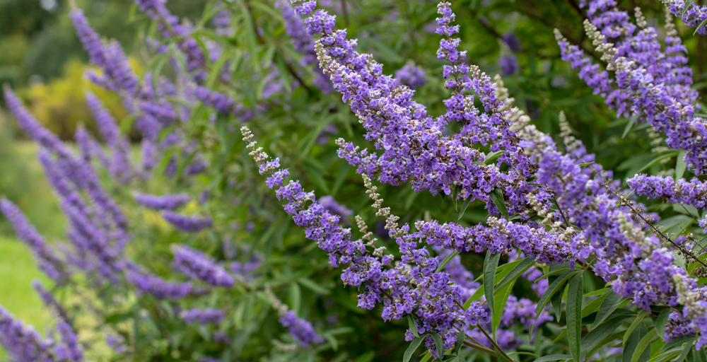 Особенности лечения мастопатии в позднем репродуктивном периоде и постменопаузе